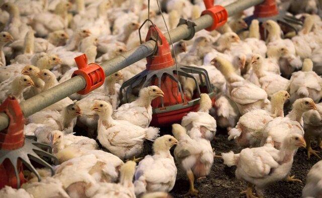 صدور مجوز صادرات 400تن مرغ زنده از مرزهای سیستان وبلوچستان