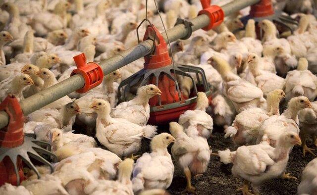 صدور مجوز صادرات 400تن مرغ زنده از مرزهای سیستان وبلوچستان صدور مجوز صادرات 400تن مرغ زنده از مرزهای سیستان وبلوچستان