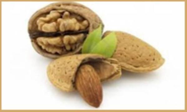 گردو در برابر بادام گردو در برابر بادام