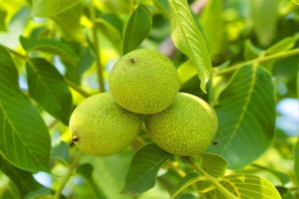راهنمای خرید بهترین نهال گردو در مناطق سردسیر در دی ماه راهنمای خرید برترین نهال گردو در منطقه ها سردسیر در دی ماه 1400