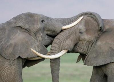 فیل ها چطور جان ما را نجات می دهند؟ ، یک واقعیت جالب درباره زندگی فیل های جنگلی